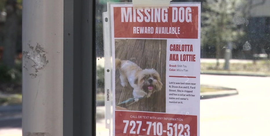 Lost Dogs Florida on X: LOST DOG! Have you seen CHARLIE