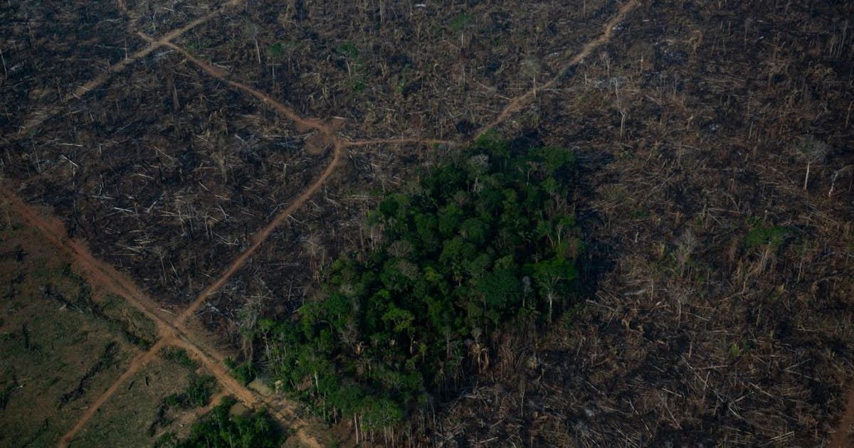 Nearly 80% of Amazon rainforest shows signs of loss, study finds | FOX ...
