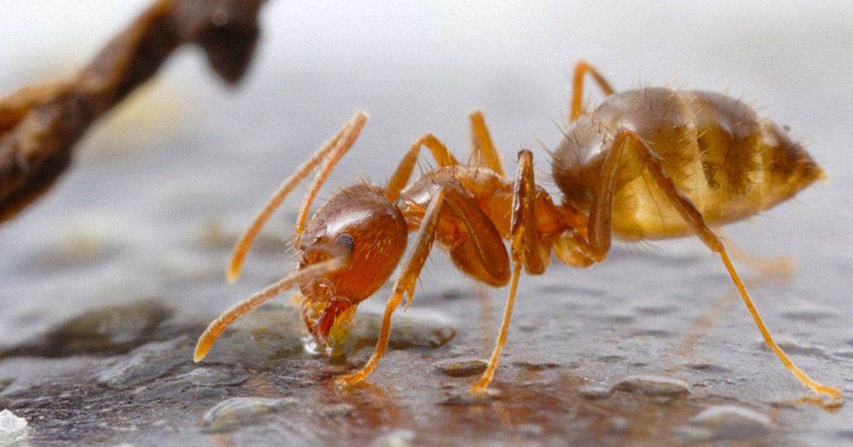 Invasive acid-spewing crazy ants population control possible with ...