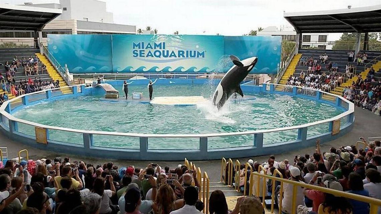 Miami Seaquarium Dolphin Show (Full Show), Miami Seaquarium Flipper Show