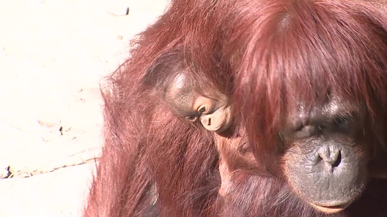 ZooTampa guests witness live birth of baby orangutan