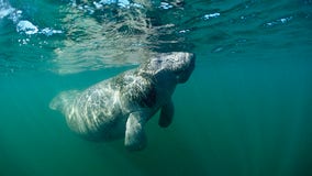 Experts say boaters need to watch for manatees