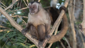 Florida man pleads guilty to illegal sale of monkey to 'celebrity client'