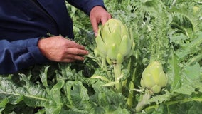 Artichokes now being grown in Florida, thanks to science