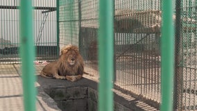 ZooTampa donates to campaign to help Ukrainian zoos