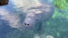 TECO looking to add observation dock at Manatee Viewing Center