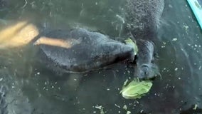 After 4 months and 160,000 pounds of lettuce, Florida plans to wind down manatee feeding program