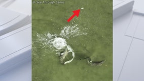 Dolphin feeding technique called fish whacking caught on camera
