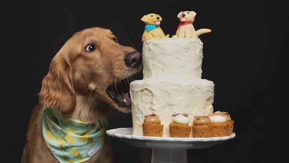 How to capture the perfect shots of your pet