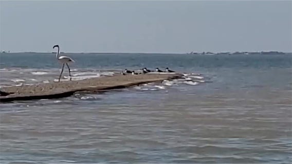 Flamingo that escaped Kansas zoo 17 years ago spotted in Texas