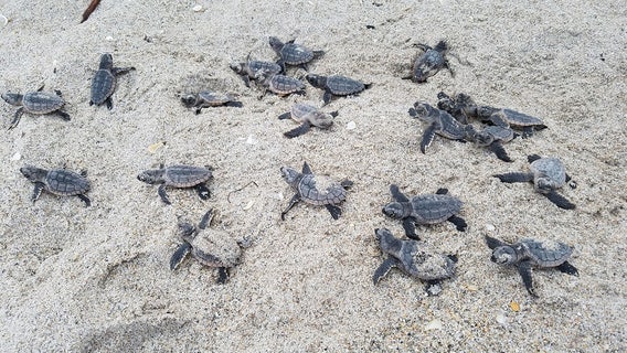 Headed to the beach? Don’t forget, it’s still sea turtle nesting season