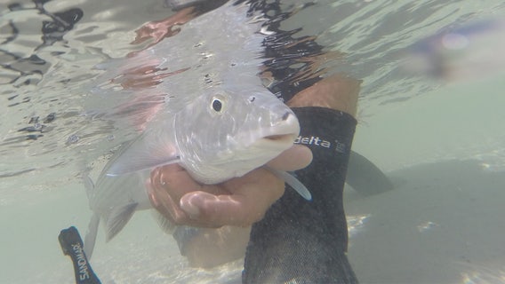 Nearly 100 bonefish sampled in South Florida had traces of pharmaceuticals, study says