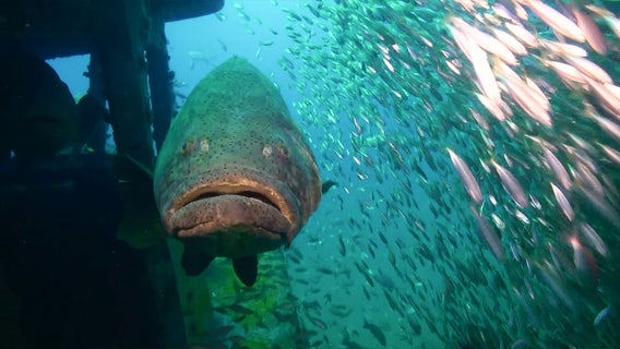 Florida wildlife officials to allow limited fishing of goliath groupers