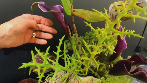 Weekend exhibit celebrates delicate art of ikebana Japanese flowers