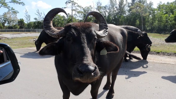 Lion Country Safari brings drive-thru experience with wild animals to Florida residents