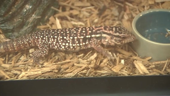 Reptile breeders fear FWC permits, regulations could run them out of business