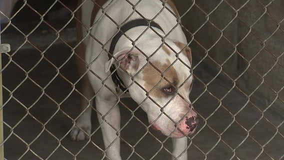 $5 million expansion project to triple the number of animals adopted at Pinellas County shelter