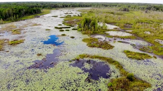 'It's pristine old Florida': Starkey Preserve blends people, nature at 18,000-acre oasis