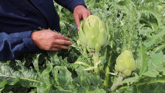 Artichokes now being grown in Florida, thanks to science