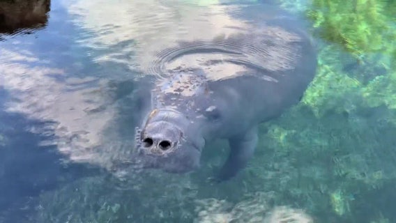 TECO's Manatee Viewing Center is an opportunity to spend quality time with beloved sea cows