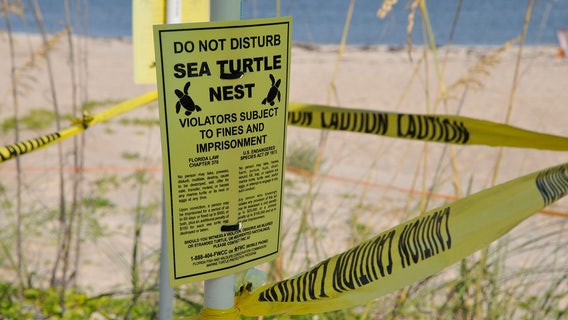 Be aware beachgoers, sea turtle nesting season is underway