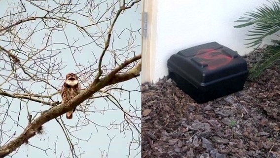 Rat poison kills mother and baby horned owls in Safety Harbor