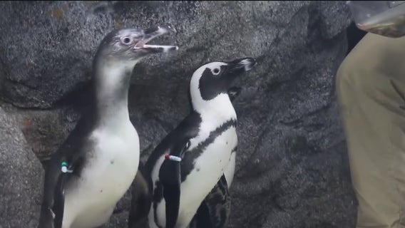Nine African penguins welcomed to Florida Aquarium