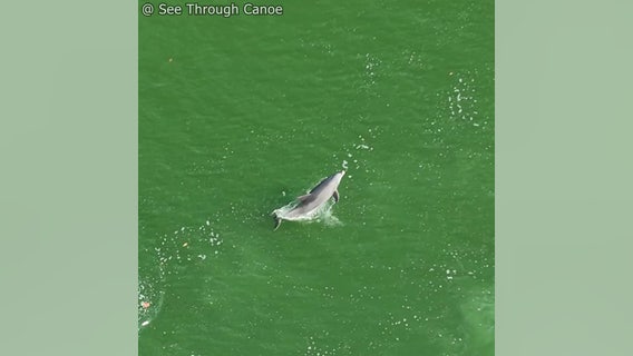 Watch: Dolphin spotted jumping in St. Pete waters near kayak