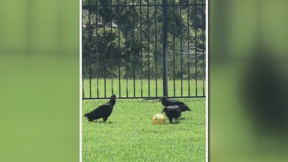 Westchase neighborhood concerned over plan to remove vultures