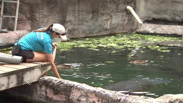 Wildlife officials to stop manatee temporary feeding program as warm weather moves in