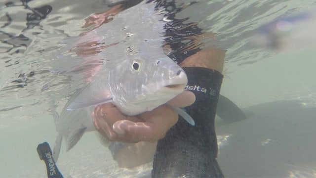 Nearly 100 bonefish sampled in South Florida had traces of pharmaceuticals, study says