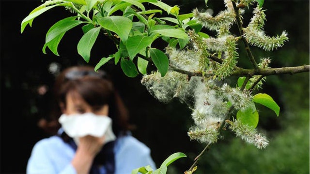 Longer allergy season possible due to climate change, study suggests