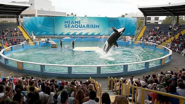 Miami Seaquarium ending shows with aging orca Lolita