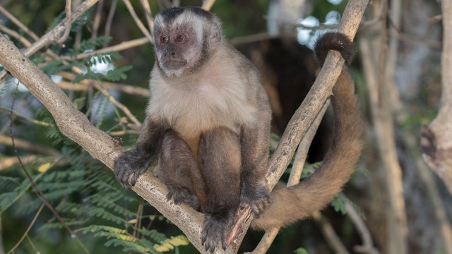 Florida man pleads guilty to illegal sale of monkey to 'celebrity client'