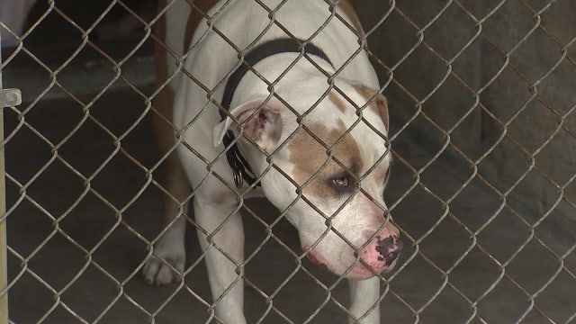 $5 million expansion project to triple the number of animals adopted at Pinellas County shelter