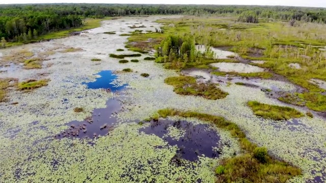 'It's pristine old Florida': Starkey Preserve blends people, nature at 18,000-acre oasis