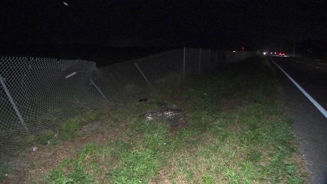Lithia driver dies after crashing into 11-foot alligator on roadway, deputies say