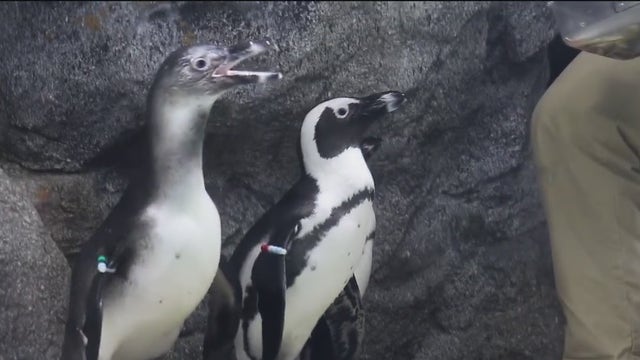 Nine African penguins welcomed to Florida Aquarium