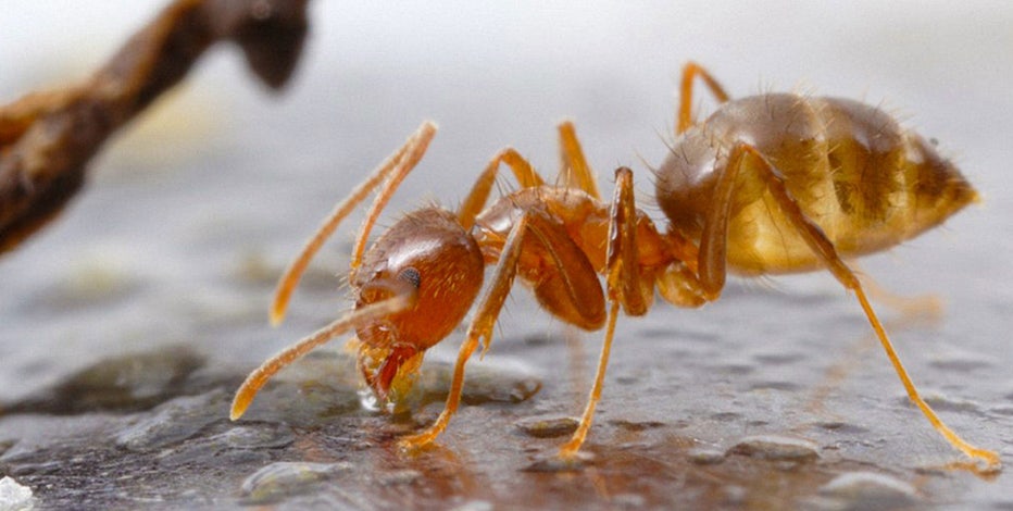 Invasive acid-spewing crazy ants population control possible with