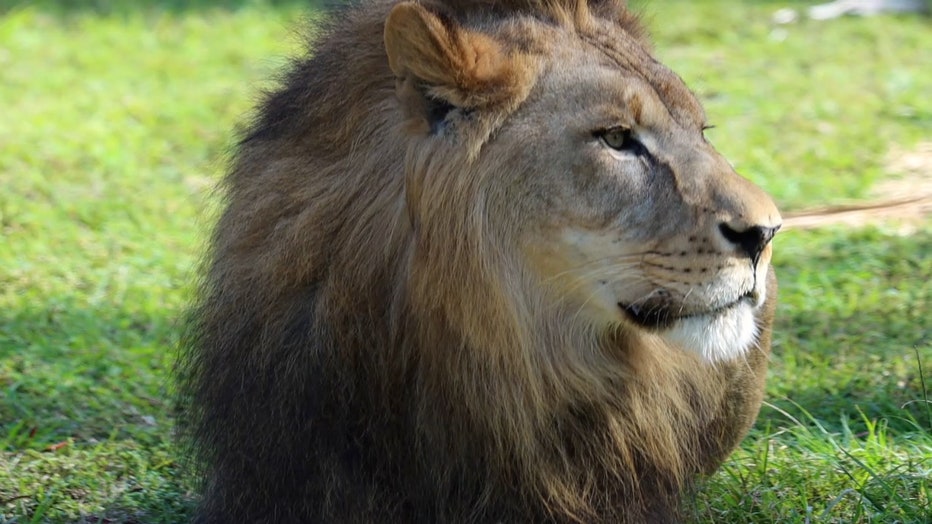 lion safari tampa
