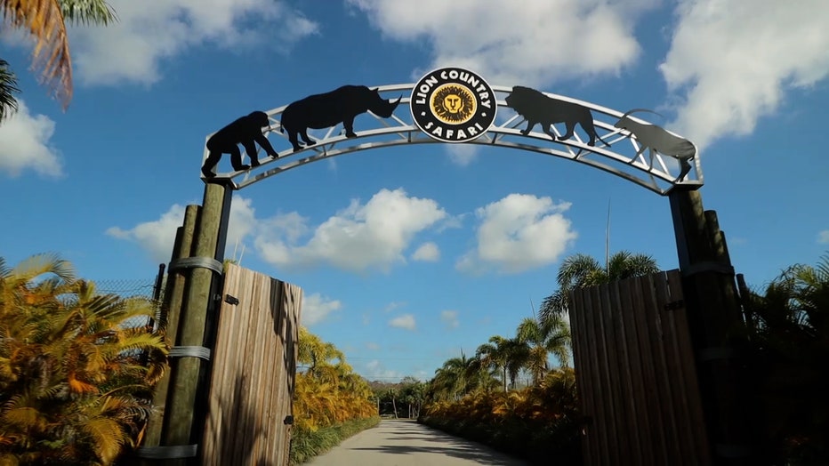 lion safari tampa