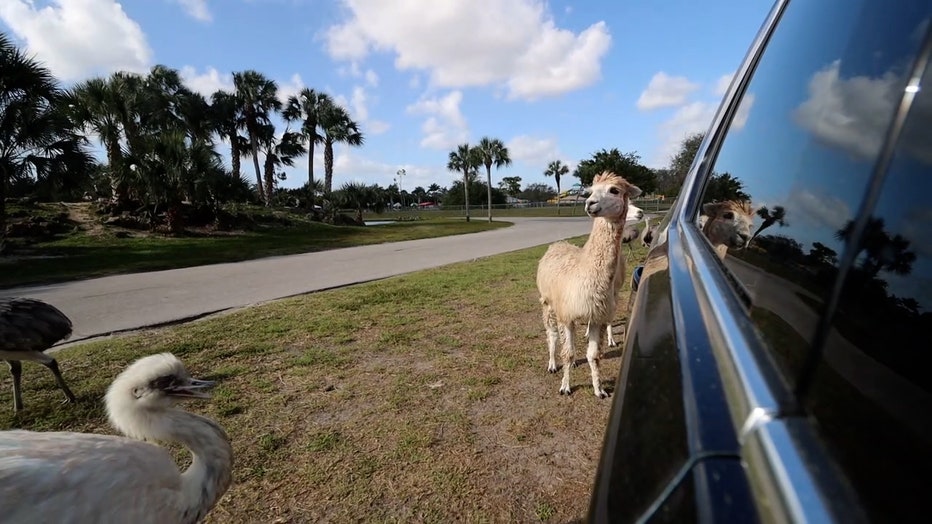 lion safari tampa