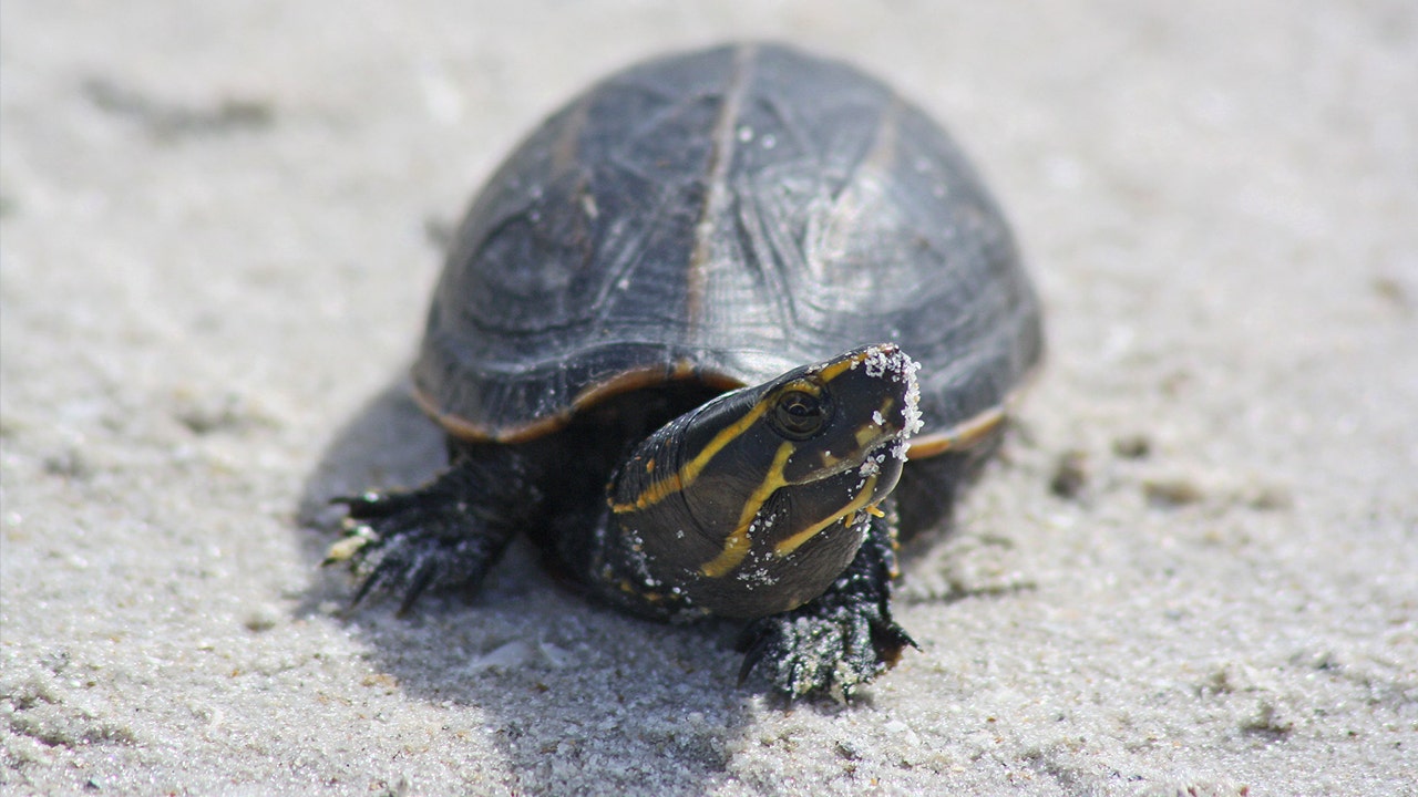 ‘lizard King’ Gets 7 Months For Trafficking Florida Freshwater Turtles 