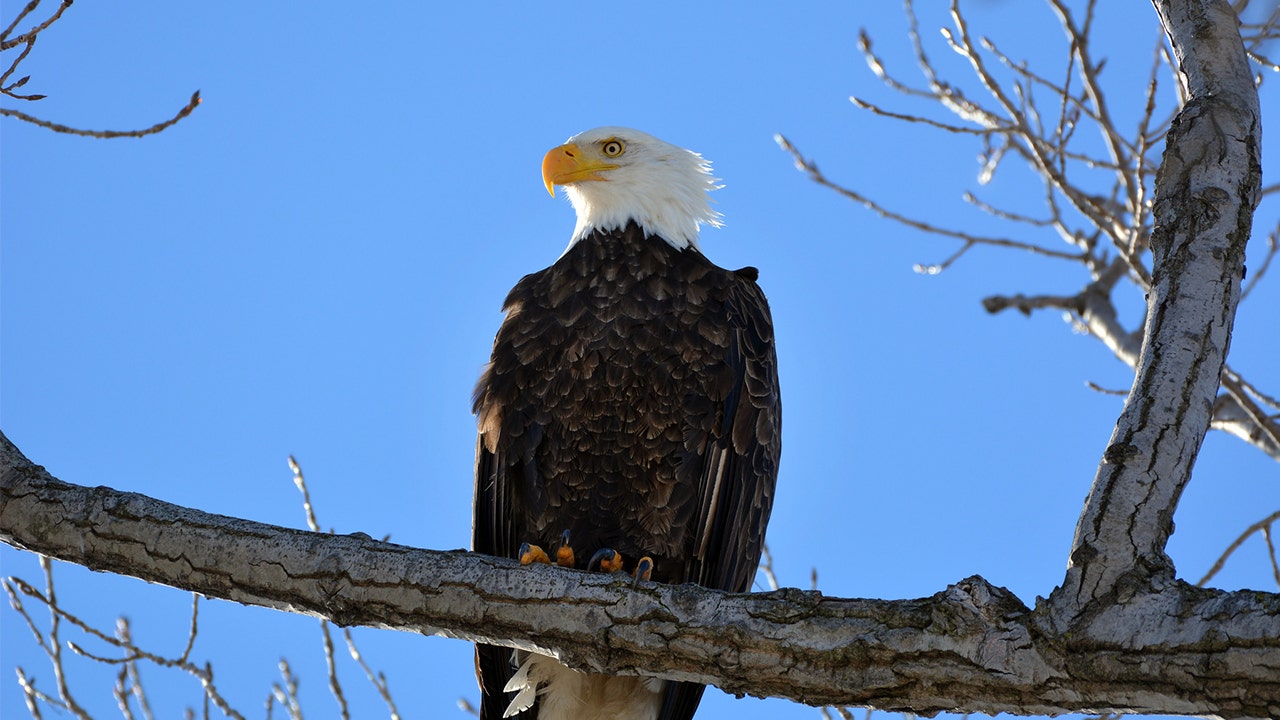 Wind Energy Company to Pay $8 Million in Killings of 150 Eagles