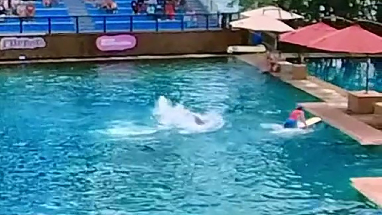 Miami Seaquarium Dolphin attacks trainer