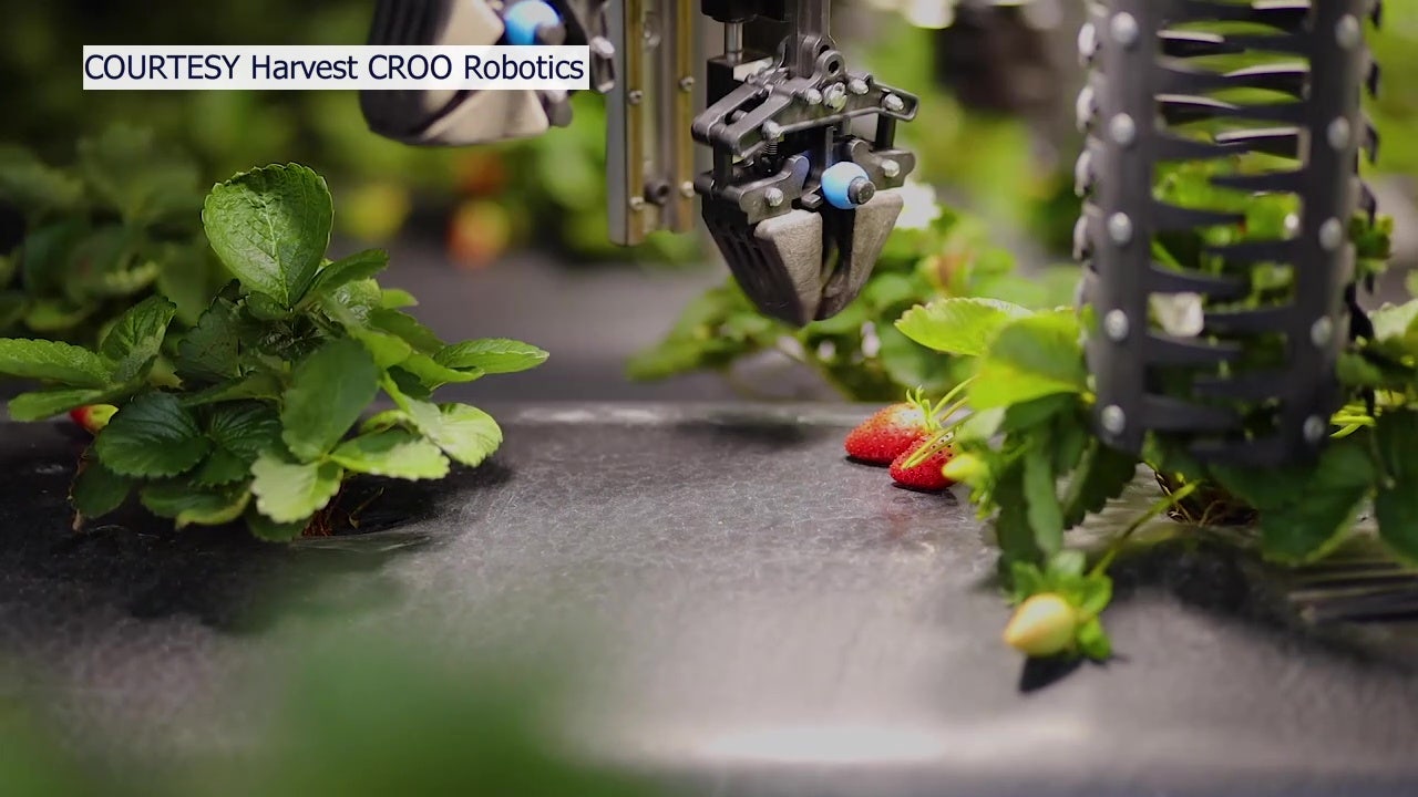 New machine could help harvest strawberries as industry sees decline in labor