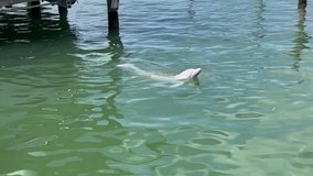 Rare white dolphin spotted in Clearwater canal
