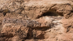 112-million-year-old dinosaur tracks in Utah damaged by heavy machinery