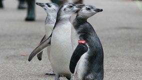 Zoos move birds indoors as avian flu spreads in North America