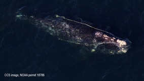 Whale entangled in fishing net spotted with calf off Cape Cod